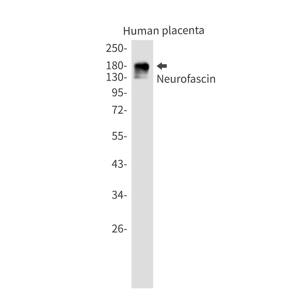 Anti-Neurofascin Rabbit Monoclonal Antibody