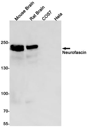 Anti-Neurofascin Rabbit Monoclonal Antibody