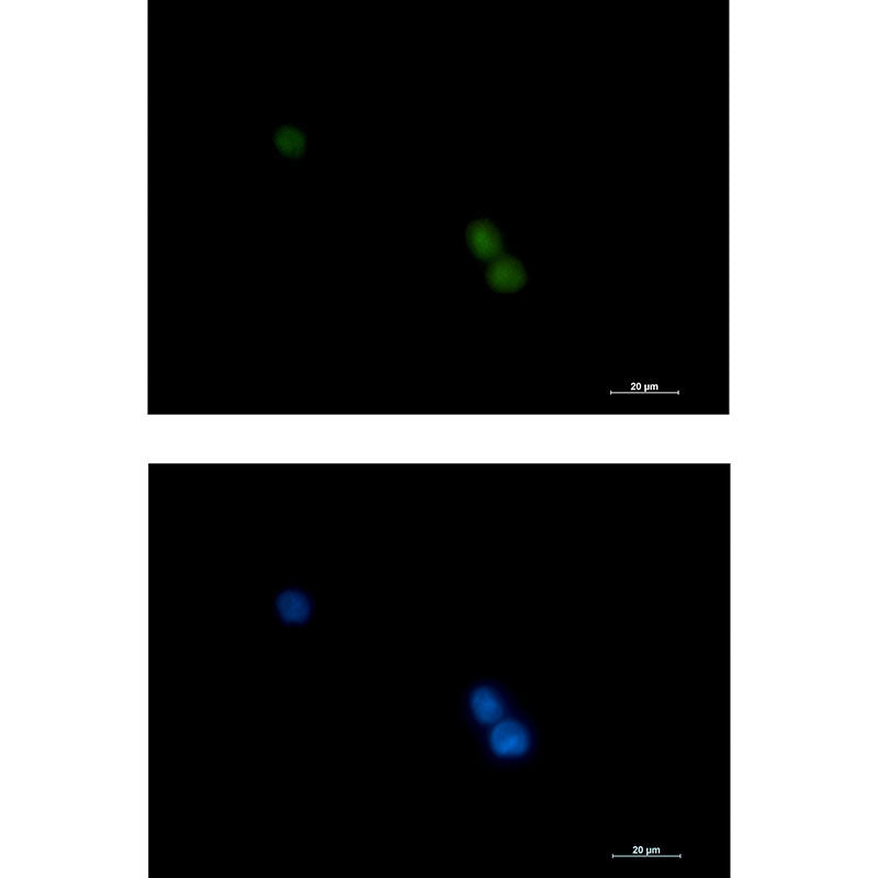 Anti-POLD1 Rabbit Monoclonal Antibody