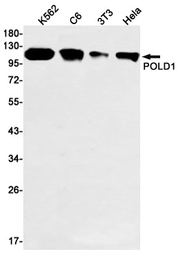 Anti-POLD1 Rabbit Monoclonal Antibody