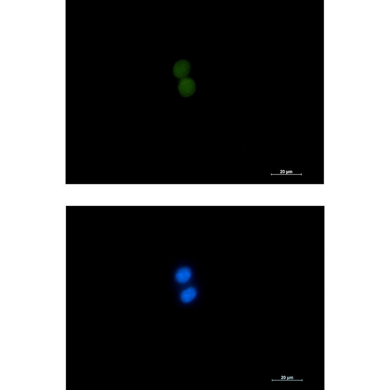 Anti-ASH2L Rabbit Monoclonal Antibody