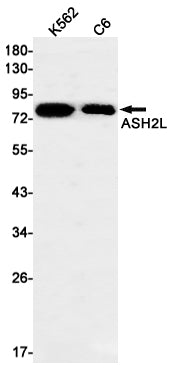 Anti-ASH2L Rabbit Monoclonal Antibody