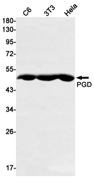 Anti-PGD Rabbit Monoclonal Antibody