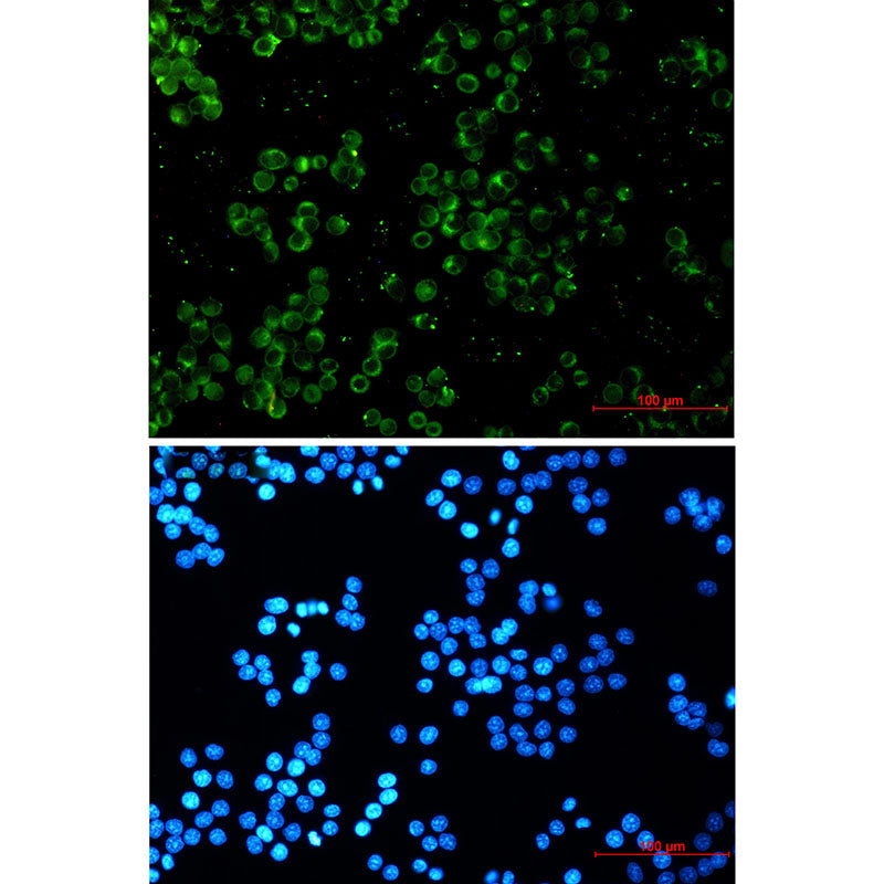 Anti-TREX1 Rabbit Monoclonal Antibody
