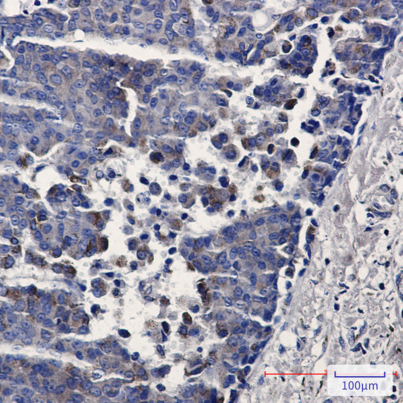 Anti-TREX1 Rabbit Monoclonal Antibody