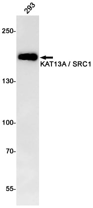 Anti-KAT13A Rabbit Monoclonal Antibody