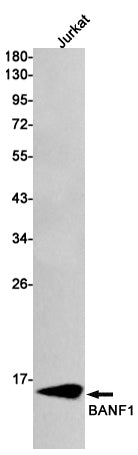 Anti-BANF1 Rabbit Monoclonal Antibody