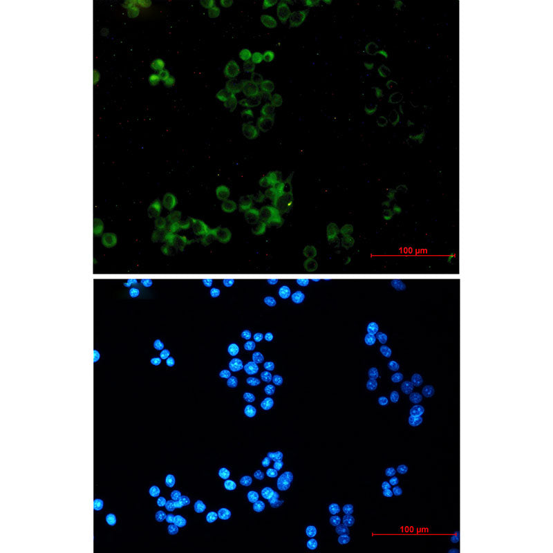 Anti-Amyloid Precursor Protein Rabbit Monoclonal Antibody