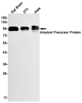 Anti-Amyloid Precursor Protein Rabbit Monoclonal Antibody
