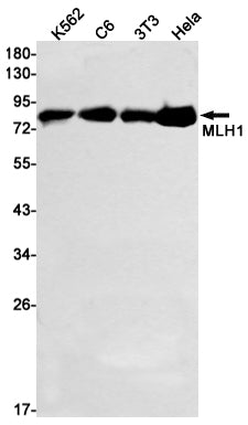 Anti-MLH1 Rabbit Monoclonal Antibody