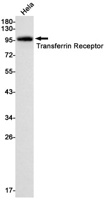 Anti-Transferrin Receptor 1 Rabbit Monoclonal Antibody
