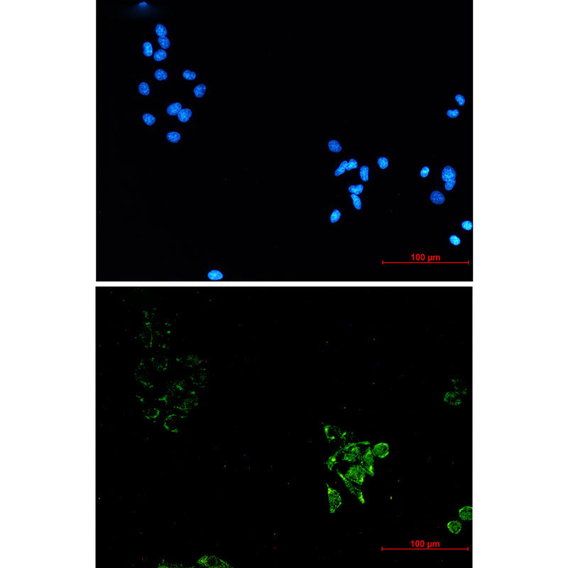 Anti-Caveolin 1 Rabbit Monoclonal Antibody