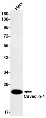 Anti-Caveolin 1 Rabbit Monoclonal Antibody