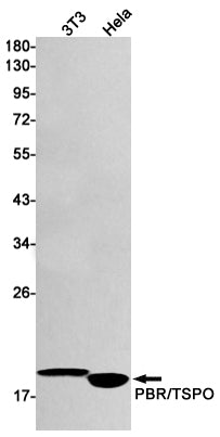 Anti-PBR Rabbit Monoclonal Antibody