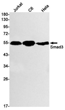 Anti-Smad3 Rabbit Monoclonal Antibody