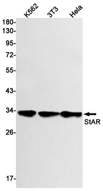Anti-StAR Rabbit Monoclonal Antibody