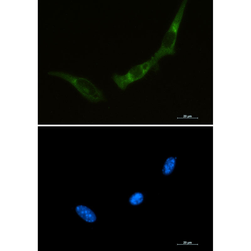 Anti-PKR Rabbit Monoclonal Antibody