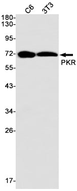 Anti-PKR Rabbit Monoclonal Antibody
