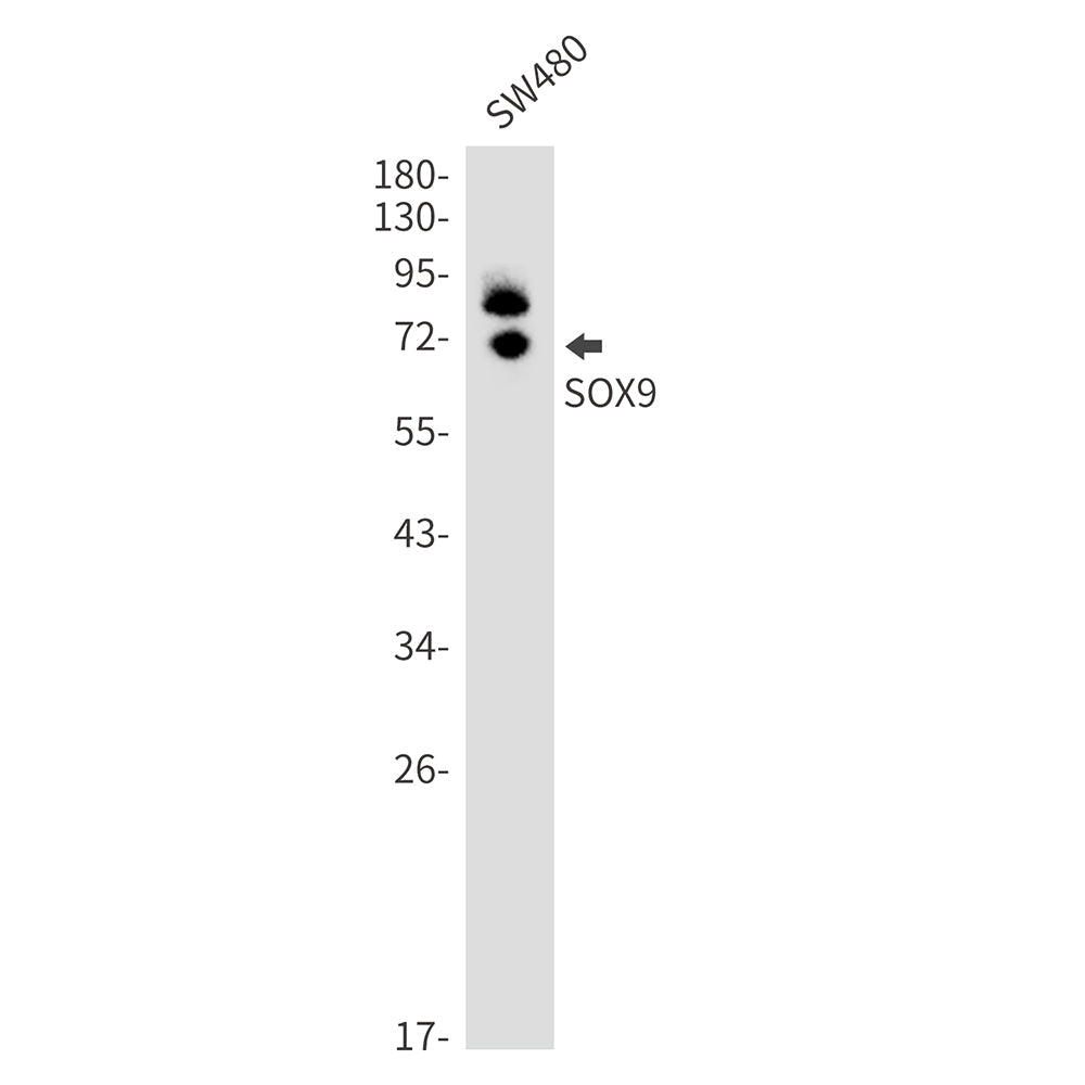 Anti-SOX9 Rabbit Monoclonal Antibody