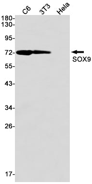 Anti-SOX9 Rabbit Monoclonal Antibody