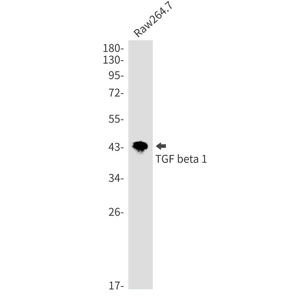Anti-TGF beta 1 Rabbit Monoclonal Antibody