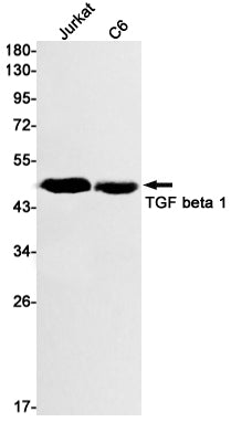 Anti-TGF beta 1 Rabbit Monoclonal Antibody
