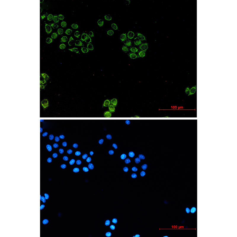 Anti-Glypican 1 Rabbit Monoclonal Antibody