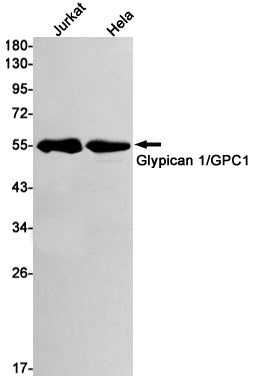Anti-Glypican 1 Rabbit Monoclonal Antibody