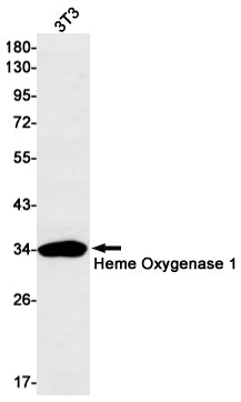 Anti-Heme Oxygenase 1 Rabbit Monoclonal Antibody