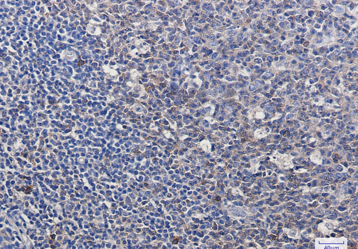 Anti-Caspase 3 Rabbit Monoclonal Antibody