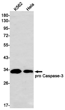 Anti-Caspase 3 Rabbit Monoclonal Antibody