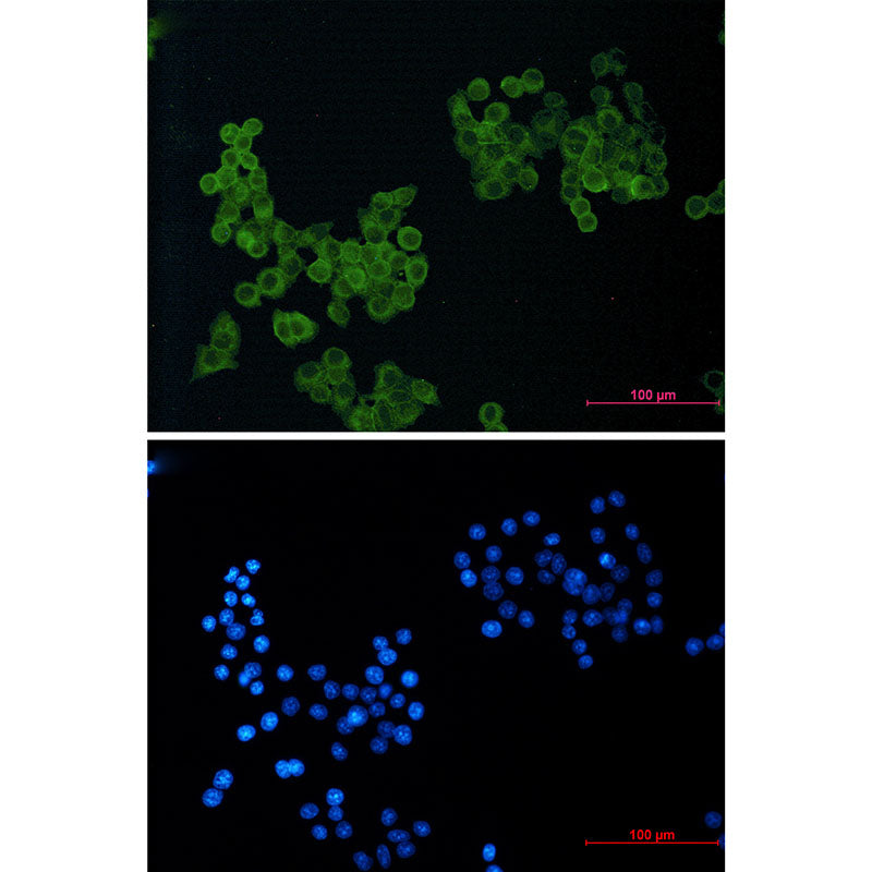 Anti-CD146 Rabbit Monoclonal Antibody