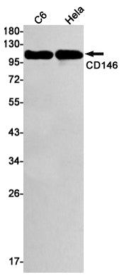 Anti-CD146 Rabbit Monoclonal Antibody