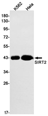 Anti-SIRT2 Rabbit Monoclonal Antibody
