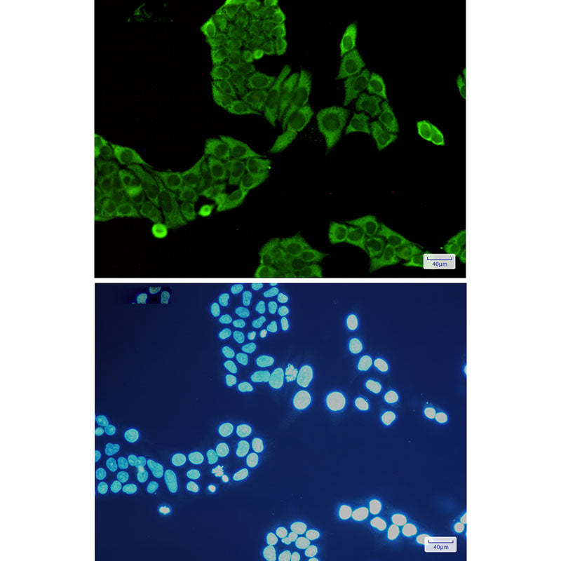 Anti-Annexin V Rabbit Monoclonal Antibody