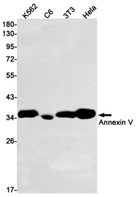 Anti-Annexin V Rabbit Monoclonal Antibody