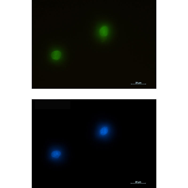 Anti-ERK2 Rabbit Monoclonal Antibody