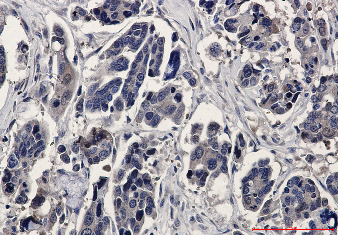 Anti-ERK2 Rabbit Monoclonal Antibody