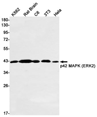 Anti-ERK2 Rabbit Monoclonal Antibody
