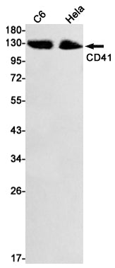 Anti-Integrin alpha IIb Rabbit Monoclonal Antibody