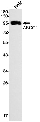 Anti-ABCG1 Rabbit Monoclonal Antibody