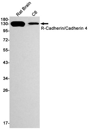 Anti-R Cadherin Rabbit Monoclonal Antibody