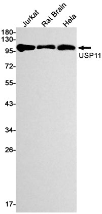 Anti-USP11 Rabbit Monoclonal Antibody