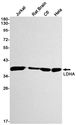 Anti-Lactate Dehydrogenase A Rabbit Monoclonal Antibody