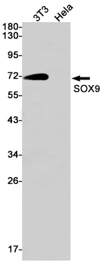 Anti-SOX9 Rabbit Monoclonal Antibody