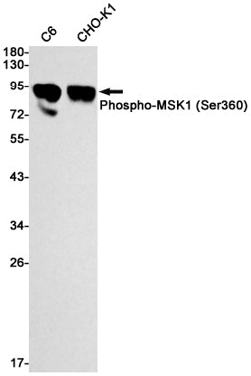Anti-Phospho-MSK1 (Ser360) Rabbit Monoclonal Antibody