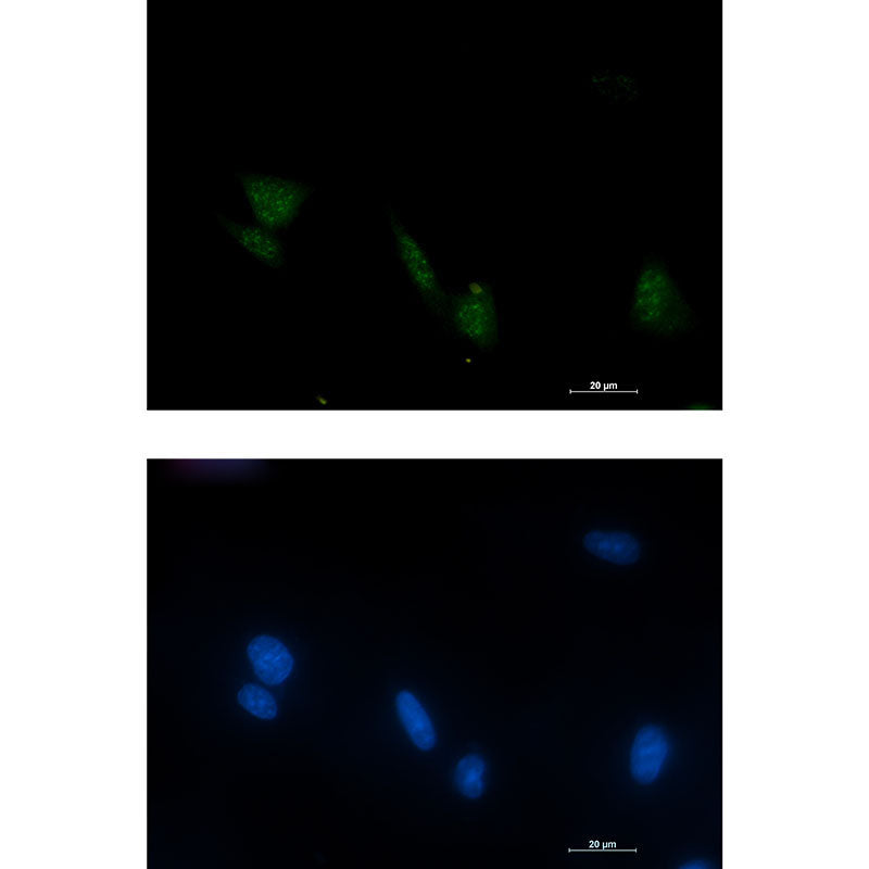 Anti-Phospho-RSK4 (Ser232) Rabbit Monoclonal Antibody