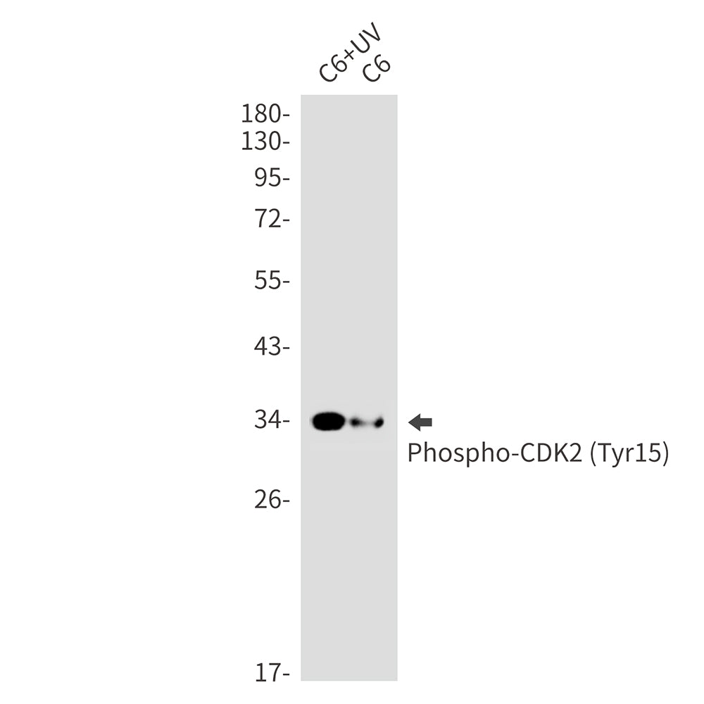 Anti-Phospho-CDK2 (Tyr15) Rabbit Monoclonal Antibody