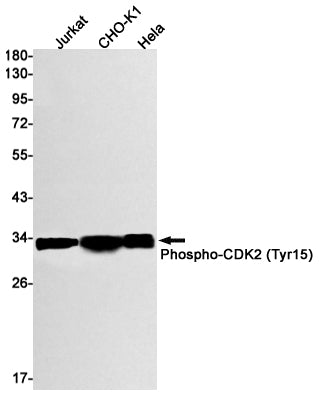 Anti-Phospho-CDK2 (Tyr15) Rabbit Monoclonal Antibody