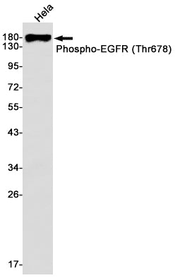 Anti-Phospho-EGFR (Thr678) Rabbit Monoclonal Antibody